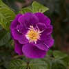 Rapsody in Blue 20__david austin_shrub purple magenta_150tall 120wide