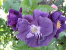 Rapsody in Blue 20__david austin_shrub purple magenta_200-245cm_6-9b_cool sites