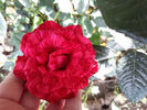 Red intuition_delbard_Florists Rose, Hybrid Tea_150cm