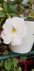 White Glory