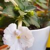 White Glory