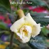 Yello English Rose