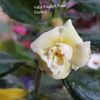 Yello English Rose