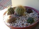 Grup de 5 cactusi