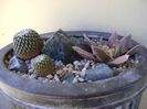 Grup de 3 cactusi