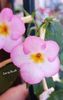 Ivory Blush