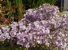 aster ericoides Esther