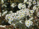 aster ericoides Schneetane