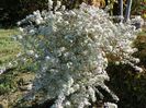 aster ericoides Schneetane