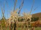 miscanthus Zebrinus