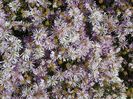 aster ericoides Esther