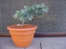 Cedrus deodara "feeling blue"