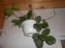 Hoya Obovata