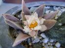 Ariocarpus retusus
