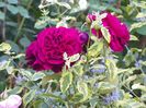 17 aug (8)