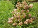 hydrangea paniculata Phantom