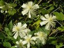 Clematis Summer Snow