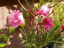 25 aug (39)