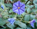 Solanum rantonnetti-flori