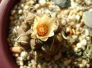 Turbinicarpus macrochele v. screvispinum