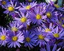 aster lady in blue