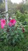 received_1841390039286825