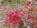 berberis Red Jewel