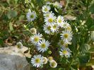 aster ageratoides Starshine