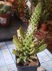 Opuntia monacantha variegata