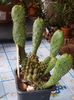 Opuntia tuna monstruosa