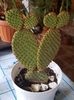 Opuntia microdasys subsp.rufida