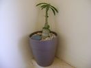 Pachypodium succulentum