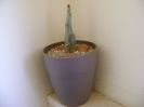 Adenium dhofarense