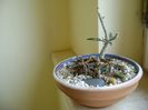 Euphorbia cap-saintemariensis & Euphorbia decaryi