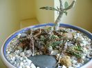Euphorbia cap-saintemariensis & Euphorbia decaryi