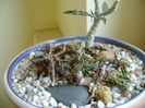 Euphorbia cap-saintemariensis & Euphorbia decaryi