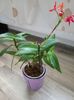Epidendrum rosu
