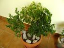 3 varietati de Ficus