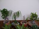 Diverse varietati de Ficus