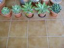 Agave in repaus vegetativ