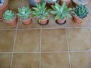 Agave in repaus vegetativ