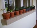 Agave in repaus vegetativ