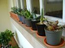 Agave in repaus vegetativ