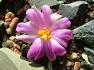 Ariocarpus kotschoubeyanus v. macdowellii
