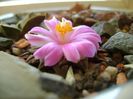 Ariocarpus kotschoubeyanus v. macdowellii