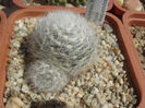 Mammillaria laui f. dasyacantha
