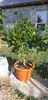 Citrus sinensis moro fructe violet