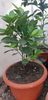 Citrus sinensis moro fructe violet