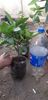 Citrus sinensis moro fructe violet