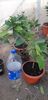 Citrus sinensis moro fructe violet